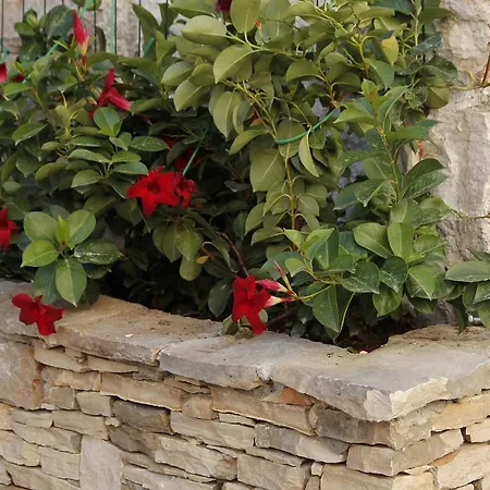 Holiday Authentic Dalmatia Holiday home *
